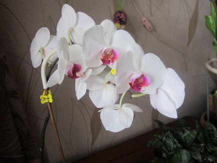 Відрощування коренів у орхідеї бурштинової кислотою це міф чи реальність