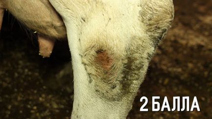 Оцінка скакальних суглобів у корів - прогресивним фермерам