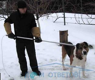 Відповідальність за незаконний відстріл собак - відповіді і поради на твої питання