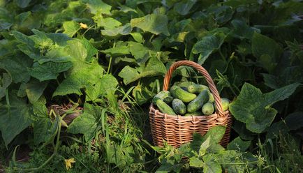 Legume - soiuri, cultivare, îngrijire