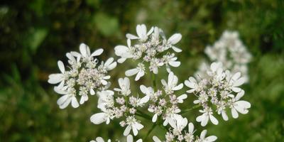 Legume - soiuri, cultivare, îngrijire