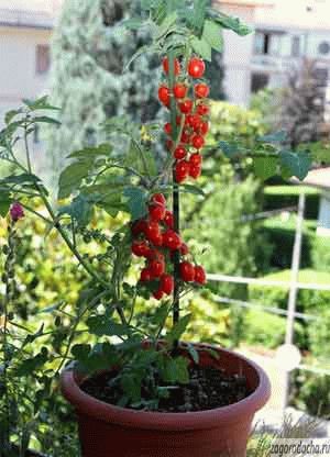 Legume în ghivece de flori, legume pe balcon