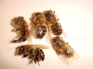Бджолиний підмор лікування бджолами - шкода і користь, чи можна приймати цю сировину дитині,