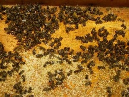 Bee Podmore előnyei és hátrányai, előnyei és hátrányai