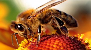 Бджолиний підмор - користь і шкода, застосування, рецепти - медичний портал - древо життя