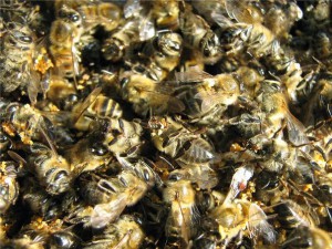 Beespine - beneficiu și rău, aplicare, rețete - portal medical - arbore al vieții