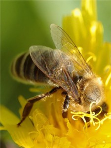 Beespine - beneficiu și rău, aplicare, rețete - portal medical - arbore al vieții