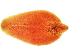 Dezvoltarea fluvilor hepatice