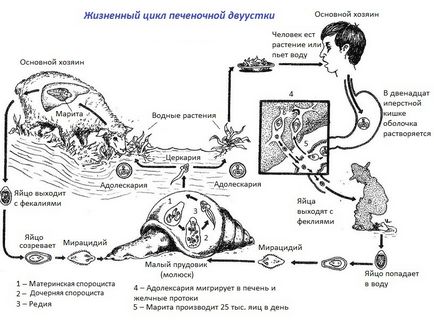 Hepatic fluke - ciclu de dezvoltare, simptome, tratament