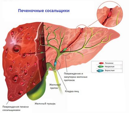 Hepatic fluke - ciclul de viață