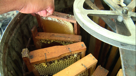 Primul salvat - nu pentru noi, miere a crescut foarte mult în preț în această vară
