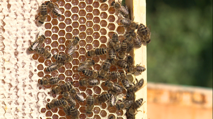 Primul salvat - nu pentru noi, miere a crescut foarte mult în preț în această vară