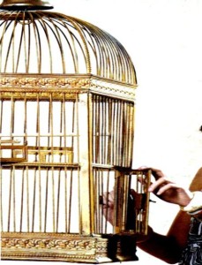 Songbirds, conținutul casei în cuști de șase sute de consilii