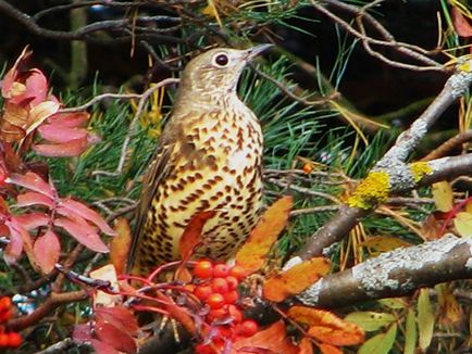 Songbird în casă, articole despre animale