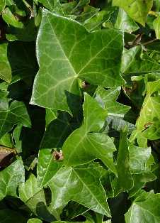 Ivy - plante pentru grădinărit vertical