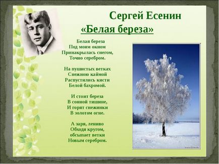 Чому береза ​​є сімволомУкаіни від древньої містики до сучасності