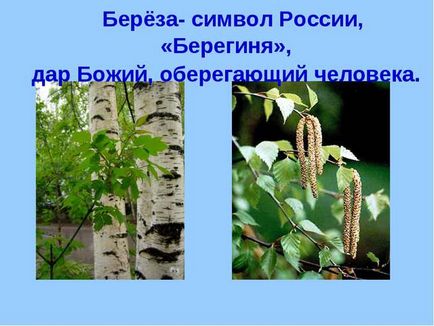 Чому береза ​​є сімволомУкаіни від древньої містики до сучасності