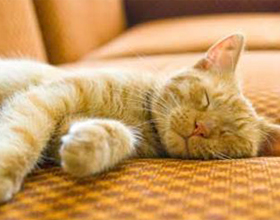 De ce pisicile dorm atât de mult, pisică și pisică