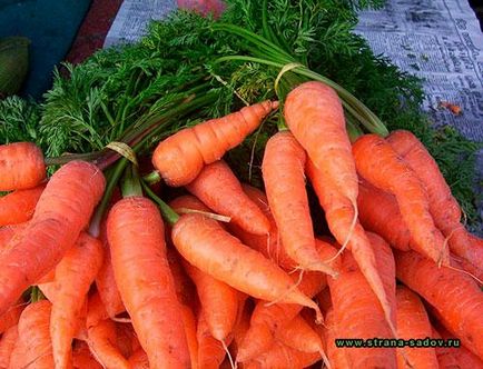 Чому лопається морква в землі