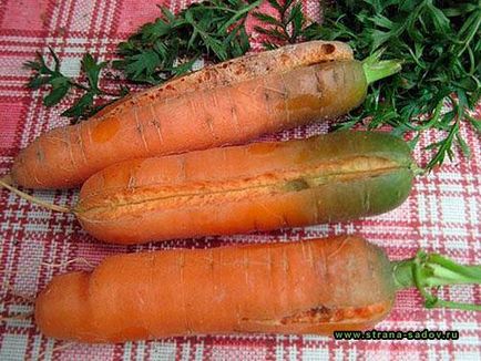 Чому лопається морква в землі