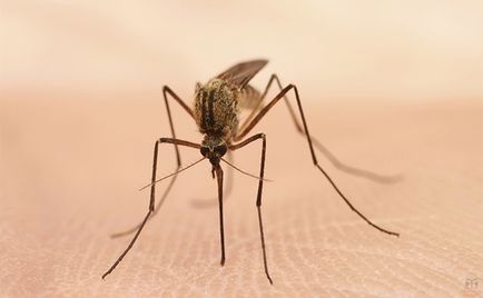 Чому місця укусів комарів і мошок так нестерпно сверблять