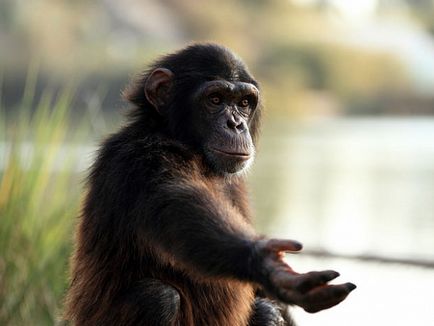 Чому шимпанзе сильніше людей, наука і життя