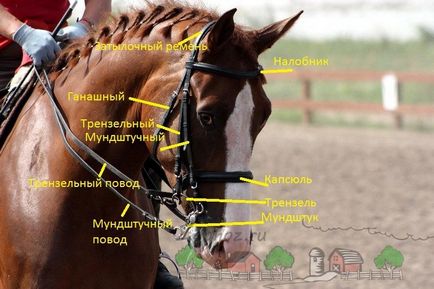 Montarea echipamentului unui cal