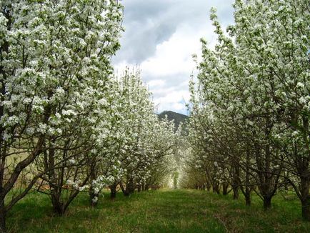 Fertilizarea pomilor fructiferi în primăvară