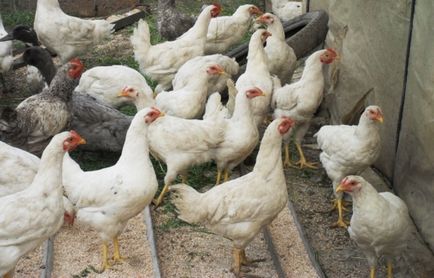 Részletes leírás a fajta csirkék zabpelyhet termelékenység jellemzőit, képeket és az értékeléseket a gazdák