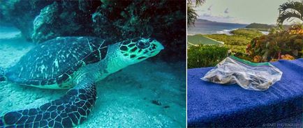 Portalul subacvatic al scafandrilor thetis a găsit o comoară într-o broască țestoasă