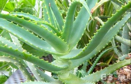 Utile aloe și plante calanchoe