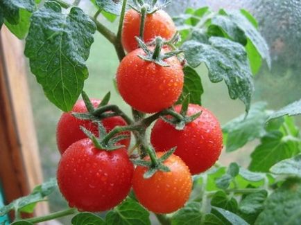 Tomato ca mijloc de dezvoltare, portalul agrar rusesc