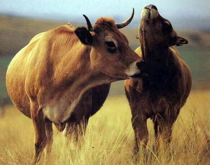 Порода корів «Обрак»
