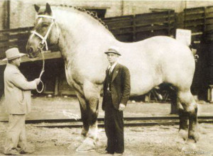 Порода коней шайр фото, історія та опис