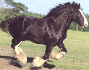 Răsfoiți cai de rasă fotografie, poveste și descriere