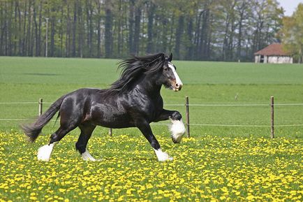 Порода коней шайр опис, характеристики та фото