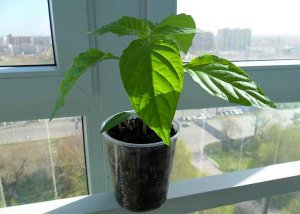 Ültetés paprika palántákat az Urál, valamint akkor, amikor a növény, az optimális időzítése a termesztés, telepítése és karbantartása (növény) Ültetés paprika palántákat az Urál, valamint ha a növény, az optimális időzítése termesztés, ültetés és gondozás