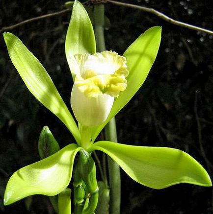 Magie casual de flori de vanilie în viața noastră