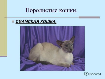 Презентація на тему розумові здібності кішки автор Бугайчук денис консультант снежіцкая