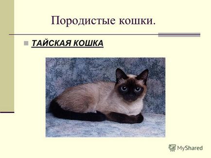 Презентація на тему розумові здібності кішки автор Бугайчук денис консультант снежіцкая