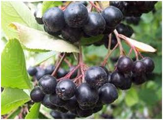 Inocularea Aronia Aronia în coroana de cenușă de munte sălbatică