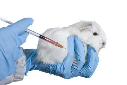 Vaccinarile pentru hamsteri sunt necesare sau nu