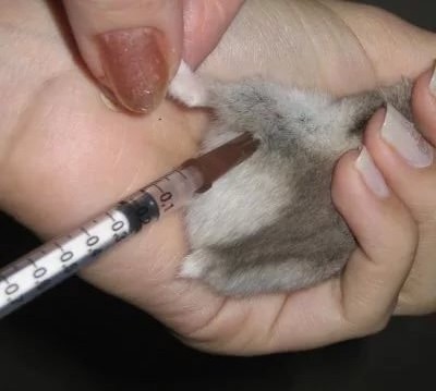 Vaccinarile pentru hamsteri sunt necesare sau nu