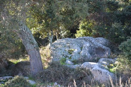 Пробкові дерева Сардинії фотографії
