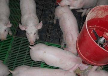 Prevenirea întreținerii și tratării încuietorilor la porci și porci decorativi - clubul fanilor porcilor