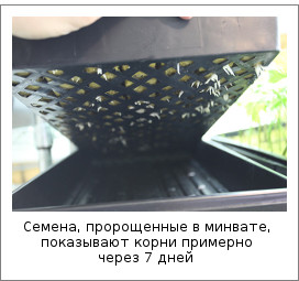 Пророщування насіння конопель в мінвати і висадка паростків в грунт