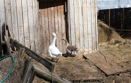 Lap életüket az ökofalu