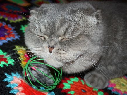 П'ятничні пряникові котики - наталья Белюшіна - блог - сноб