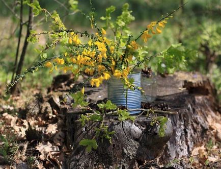 Rakitnik plantare și îngrijire în suburbii, specii și soiuri cu o fotografie