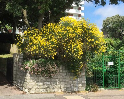 Rakitnik plantare și îngrijire în suburbii, specii și soiuri cu o fotografie